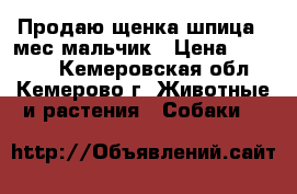Продаю щенка шпица 2 мес мальчик › Цена ­ 12 000 - Кемеровская обл., Кемерово г. Животные и растения » Собаки   